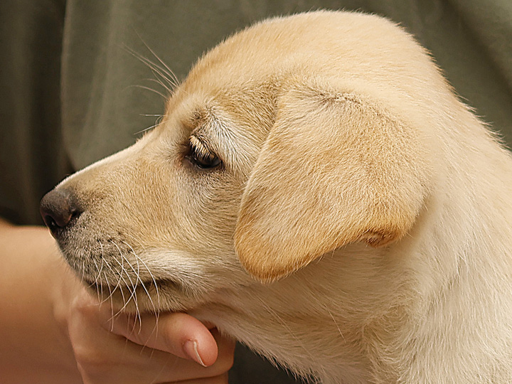 chinook puppy
